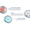 B&aacute;lsamo-Contorno-de-Ojos-Age-Absol&uacute;-15ml-imagen-3